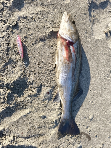 フッコ（マルスズキ）の釣果