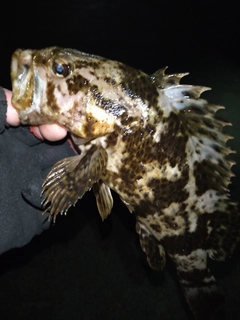 タケノコメバルの釣果