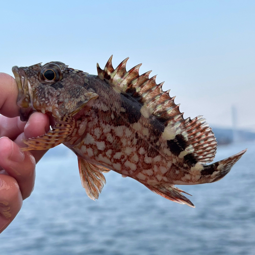 カサゴの釣果