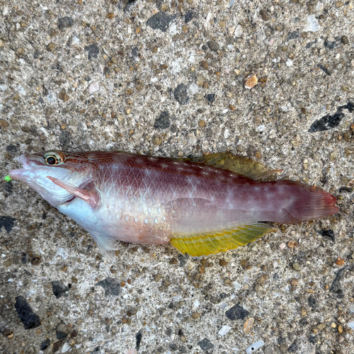 アカササノハベラの釣果