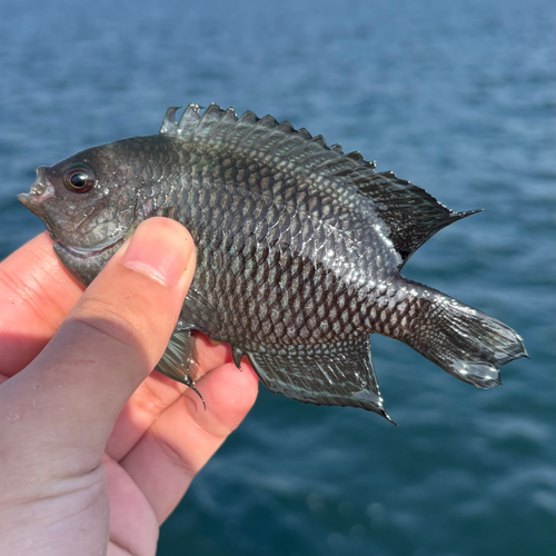 スズメダイの釣果