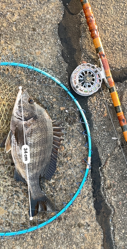 クロダイの釣果