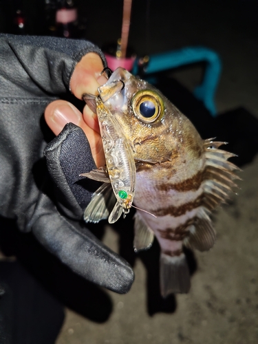 シロメバルの釣果