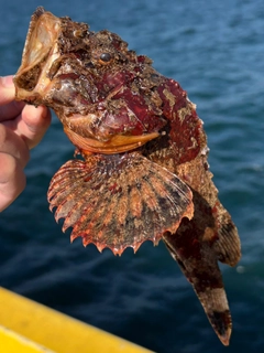 サツマカサゴの釣果