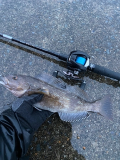 アイナメの釣果