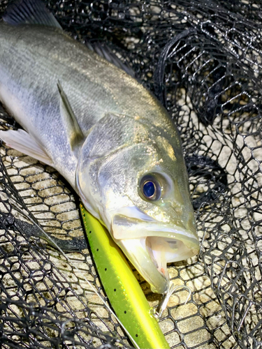 フッコ（マルスズキ）の釣果