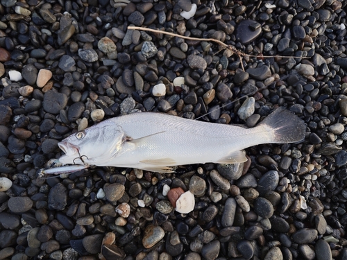 ニベの釣果