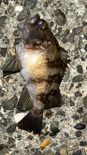 シロメバルの釣果