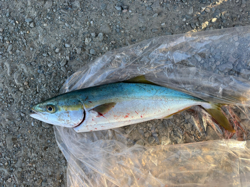 イナダの釣果