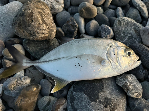 メッキの釣果