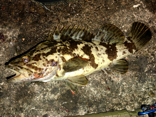 タケノコメバルの釣果