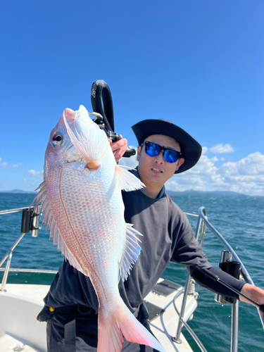 マダイの釣果