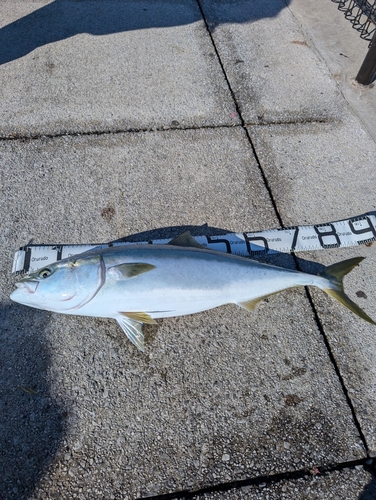 ブリの釣果