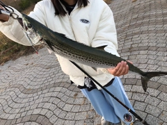 サワラの釣果