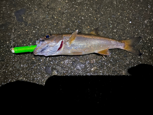 クロムツの釣果