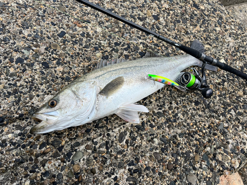 シーバスの釣果