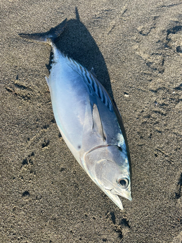 スマガツオの釣果