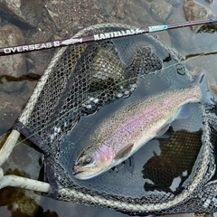 ニジマスの釣果