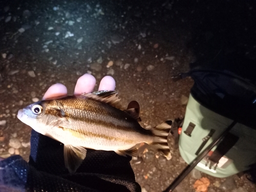 コトヒキの釣果