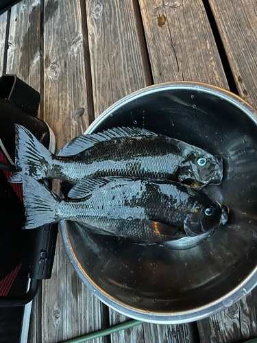 メジナの釣果