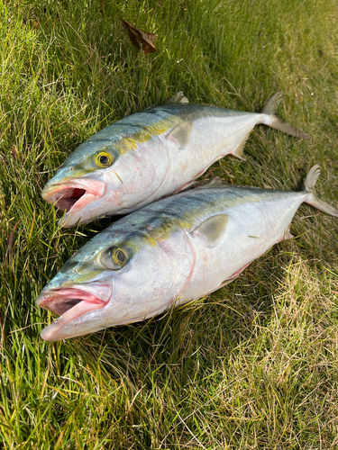 ワラサの釣果