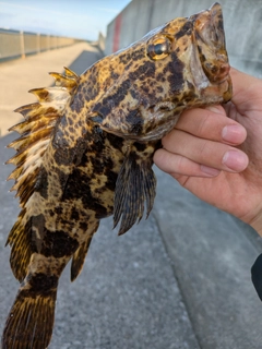 タケノコメバルの釣果