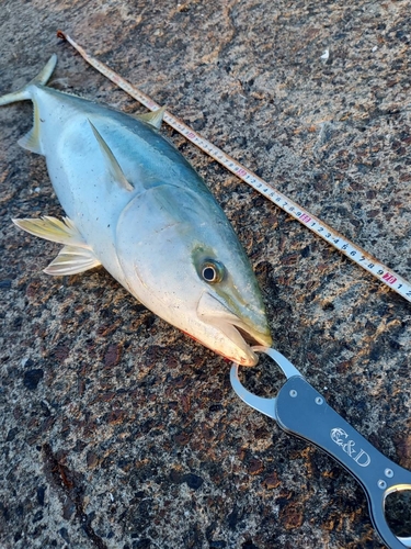 ブリの釣果