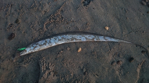 タチウオの釣果