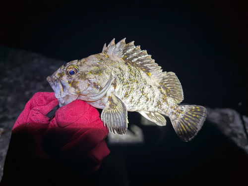 アイナメの釣果