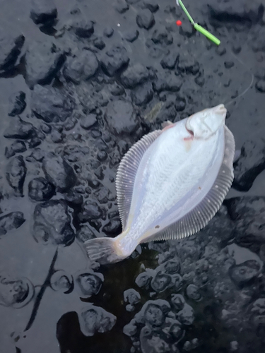 マガレイの釣果