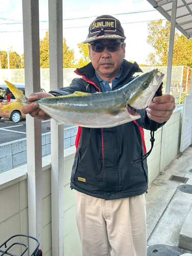 ハマチの釣果