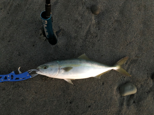 イナダの釣果