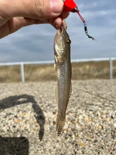 ハゼの釣果