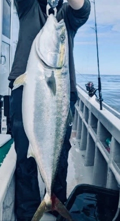 ブリの釣果