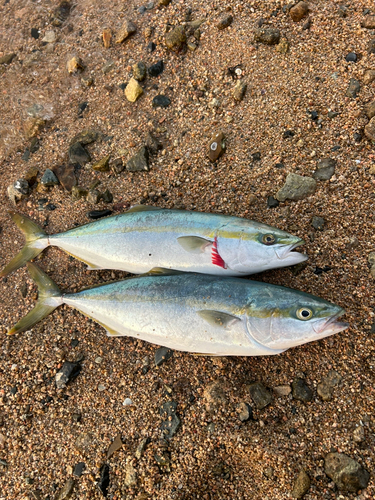 ヤズの釣果