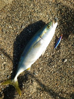 ハマチの釣果