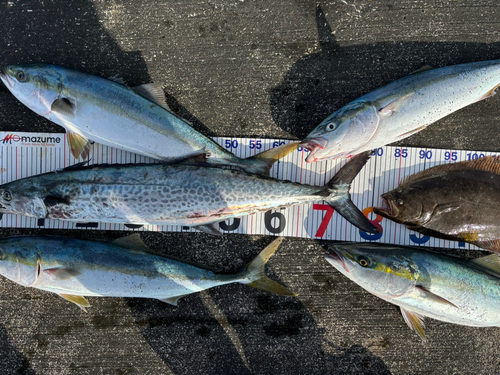 イナダの釣果