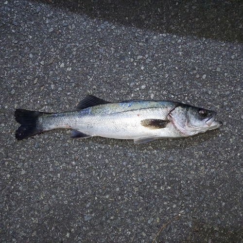 鴨川湾