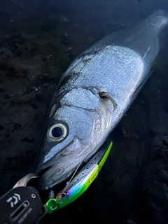 ヒラスズキの釣果