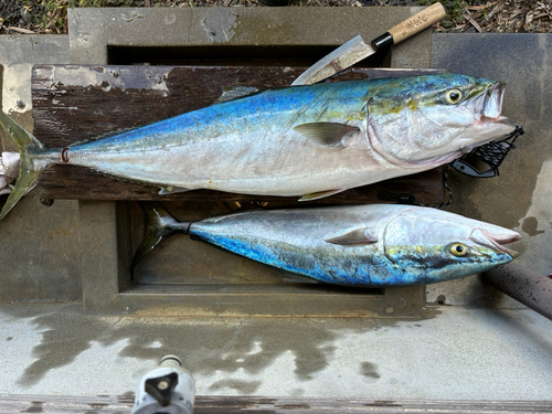 ブリの釣果