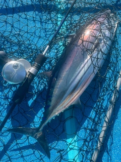 カツオの釣果