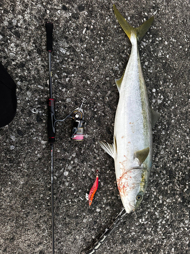 ブリの釣果