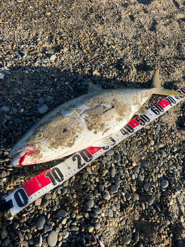 ブリの釣果