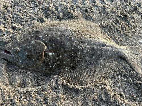 ヒラメの釣果