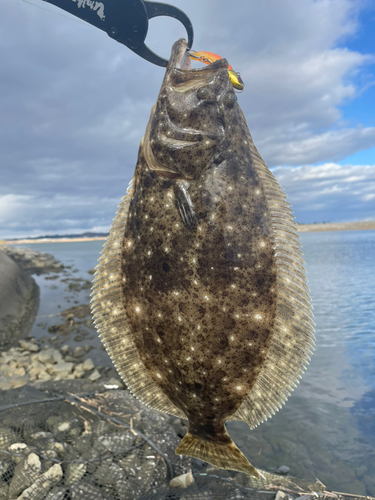 ヒラメの釣果