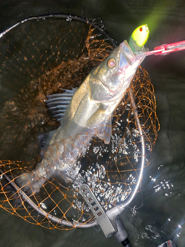 シーバスの釣果