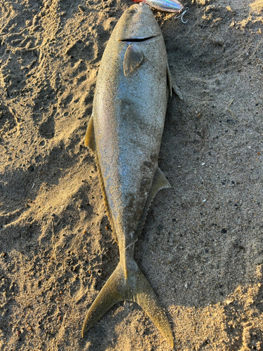 ワラサの釣果