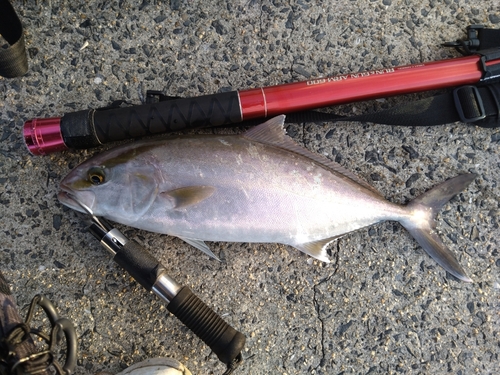 ネリゴの釣果