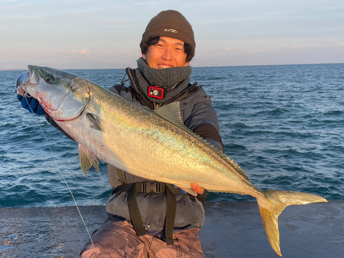 ブリの釣果