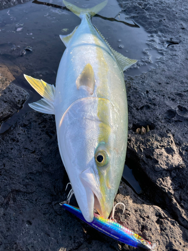 ブリの釣果